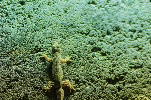 Feche Lagarto Parede Tijolos Noite Parede Tijolo Fundo Abstrato Com — Fotografia de Stock