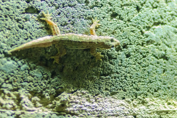 晚上把砖墙上的蜥蜴关上 抽象背景砖墙与蜥蜴 蜥蜴砖墙的粗糙表面 — 图库照片