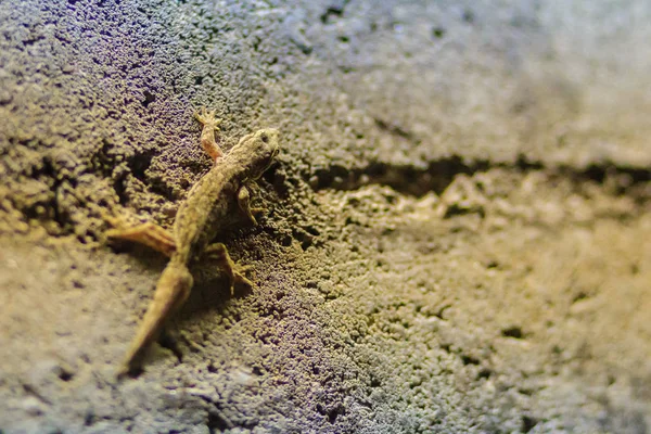 Close Lizard Brick Wall Night Abstract Background Brick Wall Lizard — Stock Photo, Image