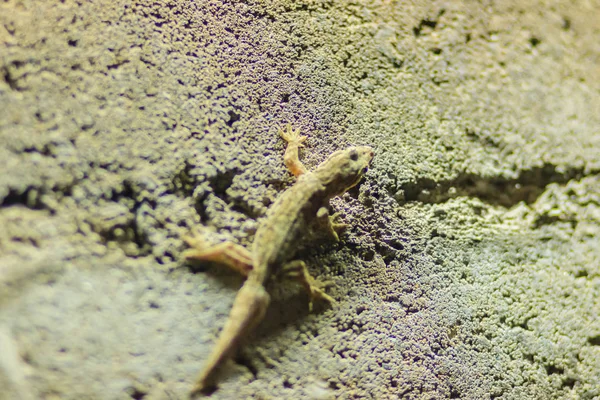 Close up lizard on the brick wall at night. Abstract background brick wall with lizard. Rough Surface of brick wall with lizard