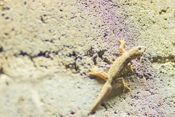 Feche Lagarto Parede Tijolos Noite Parede Tijolo Fundo Abstrato Com — Fotografia de Stock