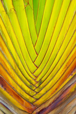 Güzel doku ve Traveller's ağaç gövdesi (Ravenala madagascariensis Allah). Muz fan ağaç doku ve desen yönüyle kadar kapatın.