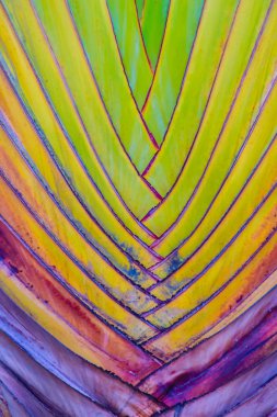 Güzel doku ve Traveller's ağaç gövdesi (Ravenala madagascariensis Allah). Muz fan ağaç doku ve desen yönüyle kadar kapatın.