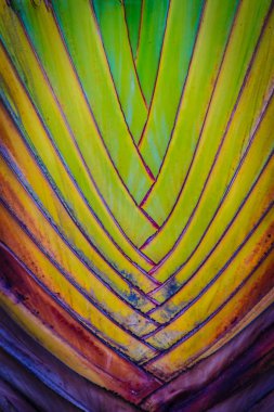 Güzel doku ve Traveller's ağaç gövdesi (Ravenala madagascariensis Allah). Muz fan ağaç doku ve desen yönüyle kadar kapatın.