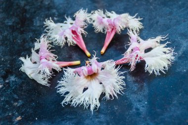 Yılan ağaç çiçek veya Stereospermum fimbriatum (duvar. G.Don eski) A.Dc.