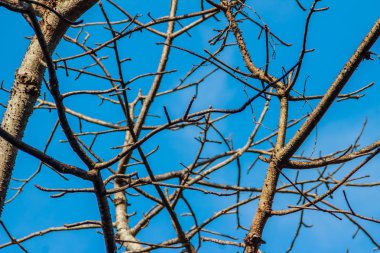 Dalları ağaçların yaprakları arka plan olmadan. Kuru sezon ağaç olmadan bırakır. Güzel sonbahar arka plan ağaç dalı.