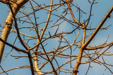 Dalları ağaçların yaprakları arka plan olmadan. Kuru sezon ağaç olmadan bırakır. Güzel sonbahar arka plan ağaç dalı.