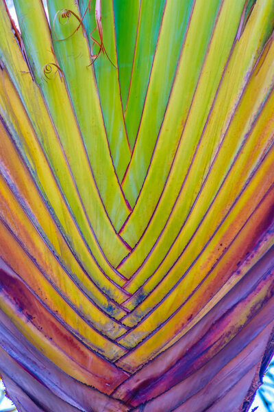 Beautiful Texture of Traveller's tree trunk (Ravenala madagascariensis Sonn). Close up texture and pattern detail of banana fan tree.