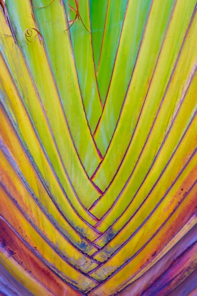 Güzel doku ve Traveller's ağaç gövdesi (Ravenala madagascariensis Allah). Muz fan ağaç doku ve desen yönüyle kadar kapatın.