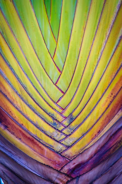 Güzel doku ve Traveller's ağaç gövdesi (Ravenala madagascariensis Allah). Muz fan ağaç doku ve desen yönüyle kadar kapatın.
