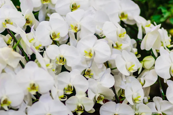 Hermosas Flores Orquídea Rama Blanca Orchidaceae Phalaenopsis Conocida Como Orquídea —  Fotos de Stock