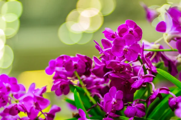 Schöne Lila Orchideenblume Vanda Hybridblumen Veilchen Vanda Orchideenblume Auf Dem — Stockfoto