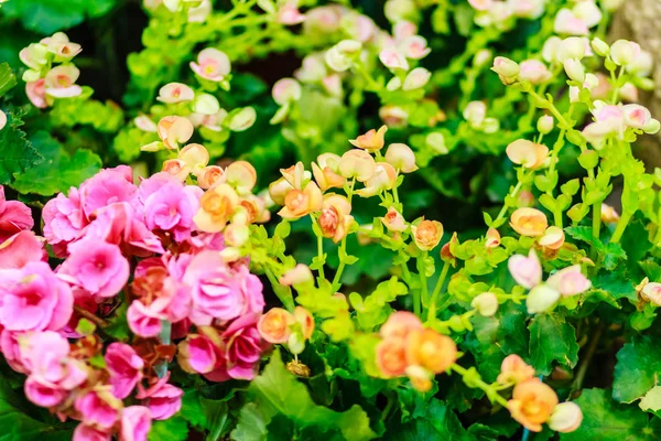 Vackra Kalanchoe Calandiva Blommor Nattmarknad Skjuten Höga Iso Med Korn — Stockfoto