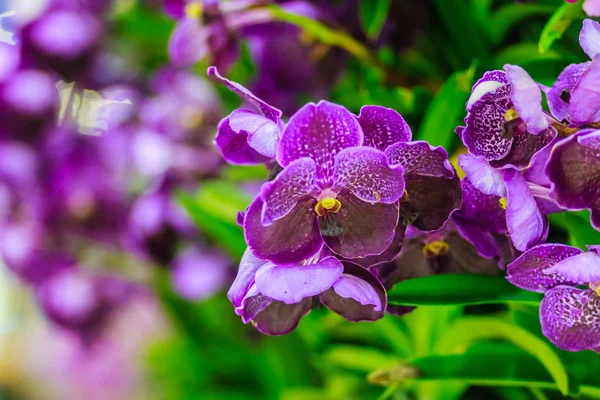 Schöne Lila Orchideenblume Vanda Hybridblumen Veilchen Vanda Orchideenblume Auf Dem — Stockfoto