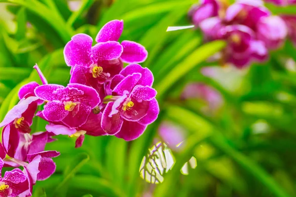 Schöne Lila Orchideenblume Vanda Hybridblumen Veilchen Vanda Orchideenblume Auf Dem — Stockfoto