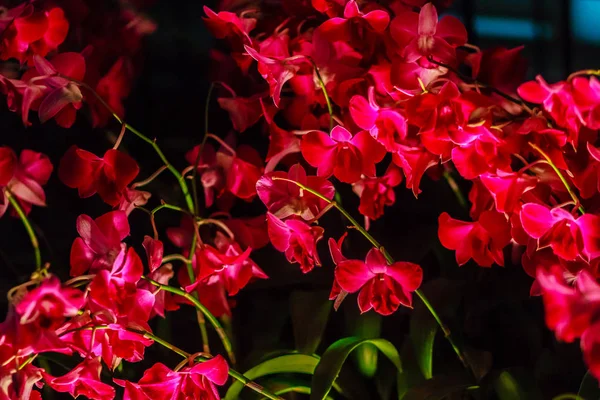 Hermosa Decoración Con Flor Orquídea Dendrobium Flores Orquídea Púrpura Dendrobium —  Fotos de Stock