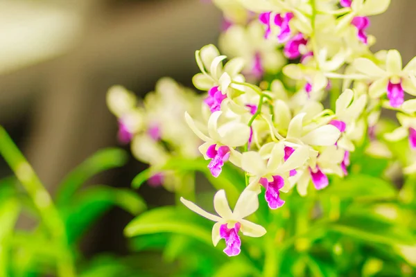 Schöne Dekoration Mit Dendrobium Orchideenblume Lila Dendrobium Orchidee Blumen Gebäude — Stockfoto
