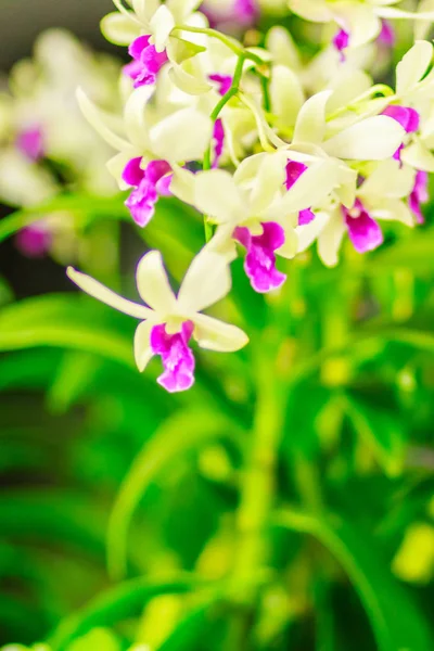 美丽的装饰与兰花杜鹃花 大楼里装饰着紫色的兰花兰花 — 图库照片