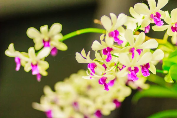 Hermosa Decoración Con Flor Orquídea Dendrobium Flores Orquídea Púrpura Dendrobium —  Fotos de Stock