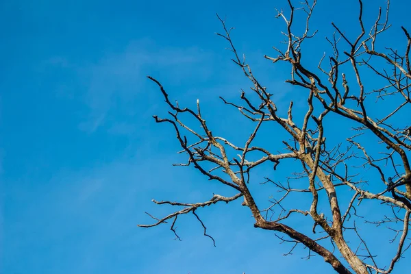 Rami Alberi Senza Sfondo Foglie Albero Stagione Asciutto Senza Foglie — Foto Stock