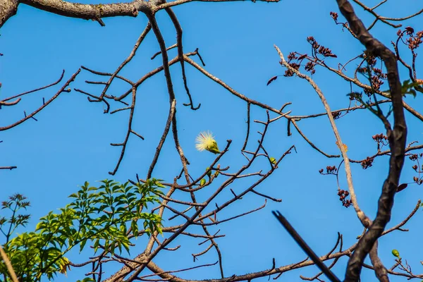 ボンバックス Anceps ピエールの枝を抽象化し 秋の花します 白のシルク コットン ツリー またはラテン系の名前はボンバックス Anceps ピエールと — ストック写真