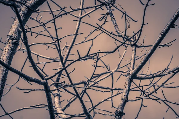 Rami Alberi Senza Sfondo Foglie Albero Stagione Asciutto Senza Foglie — Foto Stock