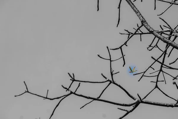 Ветви Деревьев Листьев Фона Дерево Сухого Сезона Листьев Красивая Ветвь — стоковое фото
