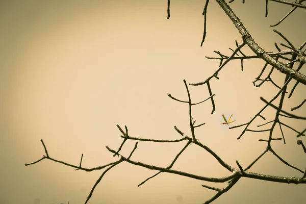 Branches Trees Leaves Background Dry Season Tree Leaves Beautiful Branch — Stock Photo, Image