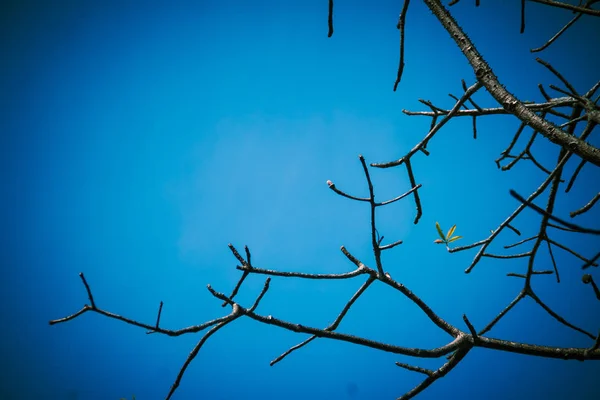 Branches Trees Leaves Background Dry Season Tree Leaves Beautiful Branch — Stock Photo, Image