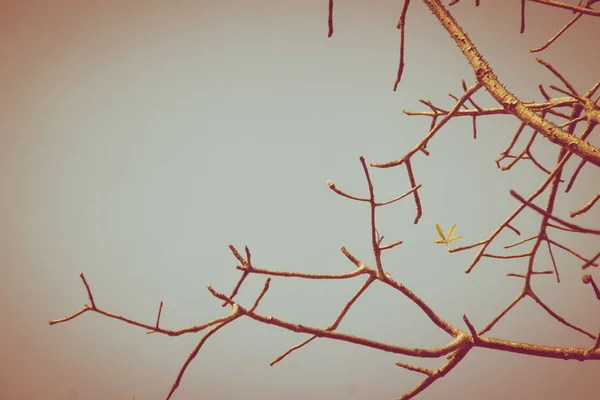 Ramas Árboles Sin Hojas Fondo Árbol Estación Seca Sin Hojas — Foto de Stock