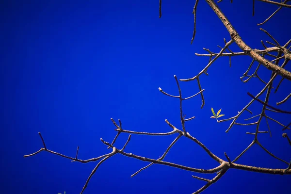 Rami Alberi Senza Sfondo Foglie Albero Stagione Asciutto Senza Foglie — Foto Stock