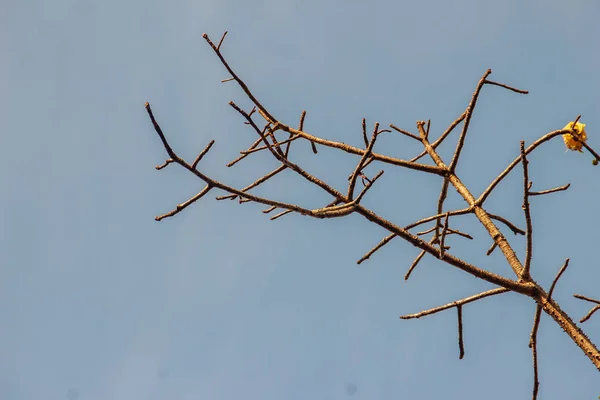 Resumen Bombax Anceps Pierre Ramas Flores Otoño Árbol Algodón Seda — Foto de Stock