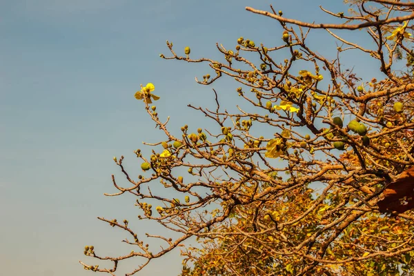 Mooie Gele Bloem Grote Olifant Appelboom Dillenia Obovata Blume Hoogland — Stockfoto