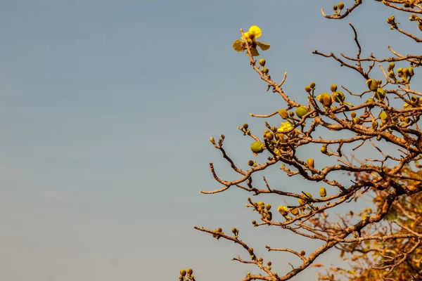 象のりんごの木 またはホオノキ属 ブルーム の黄色い花が美しいフォルテ — ストック写真
