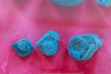 Ammonit kabukları fosil Himalaya, Nepal jurassic döneminden mavi kil. Ammonit ve bivalvia. Jurassic fosiller bir tablo yakın çekim.