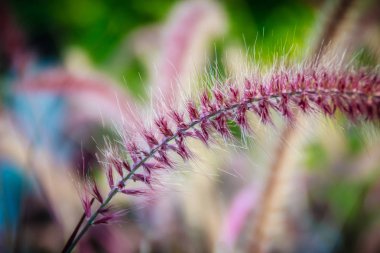 Arka bahçe içinde güzel gramineae çimen çiçek kadar kapatın