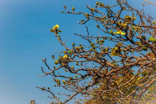 Mooie Gele Bloem Grote Olifant Appelboom Dillenia Obovata Blume Hoogland — Stockfoto