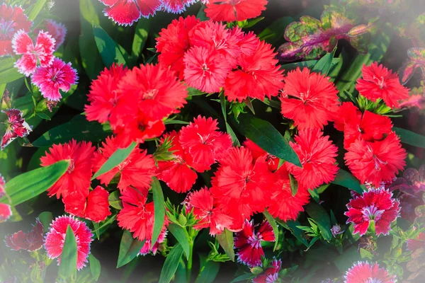 Gyönyörű Piros Rózsaszín Bravo Chinensis Dianthus Kína Rózsaszín Szivárvány Rózsaszín — Stock Fotó