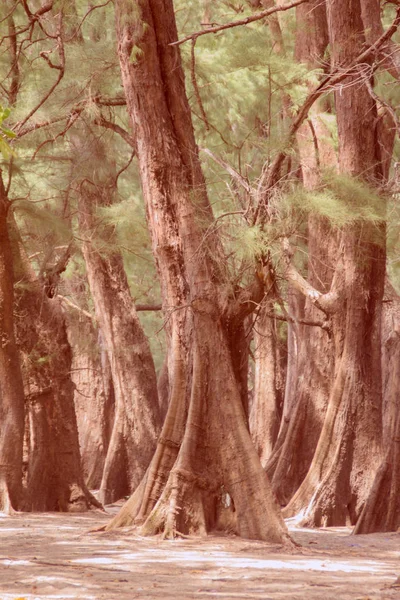 Evergreen Casuarina Liguetifolia Legno Ferro Comune Albero Forestale Naiyang Spiaggia — Foto Stock