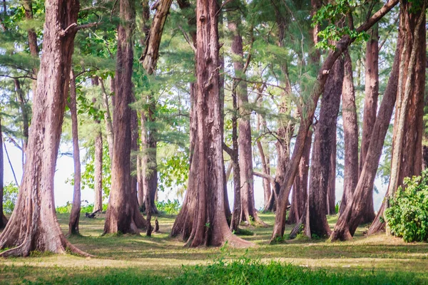 Evergreen Casuarina Equisetifolia Bois Fer Commun Arbre Forestier Naiyang Plage — Photo