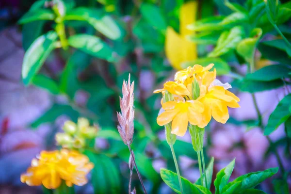 Crossandra Firecracker Flower Barleria Strigosa Willd Crossandra Цветок Травы — стоковое фото