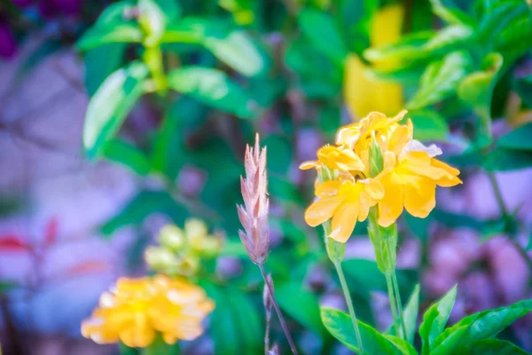 Crossandra Firecracker Flower Barleria Strigosa Willd Crossandra Цветок Травы — стоковое фото