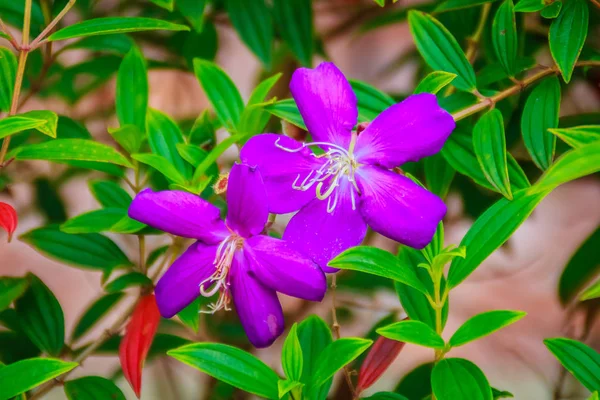 Красивый Цветущий Индийский Рододендрон Osbeckia Stellata Ham Фиолетовый Цветок — стоковое фото
