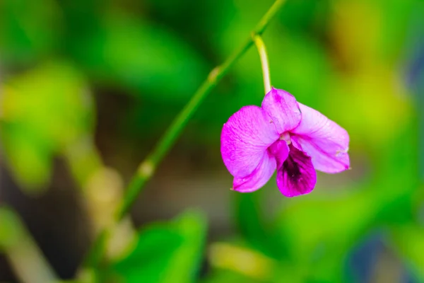 Hermosa Decoración Con Flor Orquídea Dendrobium Flores Orquídea Púrpura Dendrobium —  Fotos de Stock