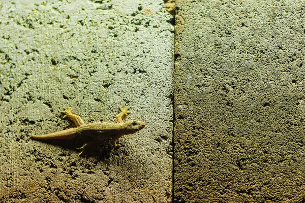 Fermer Lézard Sur Mur Briques Nuit Fond Abstrait Mur Briques — Photo