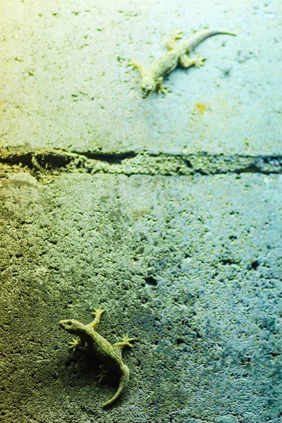 Close up lizard on the brick wall at night. Abstract background brick wall with lizard. Rough Surface of brick wall with lizard