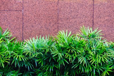 Açık atış duvar yeşil palmiye ağacı ile dekore edilmiştir. Dekoratif ağaç bahçe taş duvar bina.