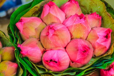 Demet çiçek satışında Pazar için Bangkok, Tayland, pembe kutsal lotus (Nelumbo nucifera Gaertn) bekliyor.