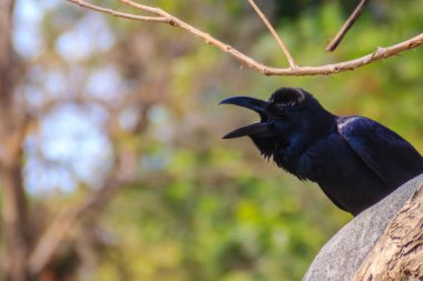 Genel parkta Kara Karga kapatın. Corvus corone, bahçedeki ortak Kara Karga.