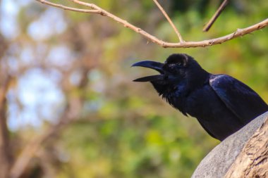 Genel parkta Kara Karga kapatın. Corvus corone, bahçedeki ortak Kara Karga.